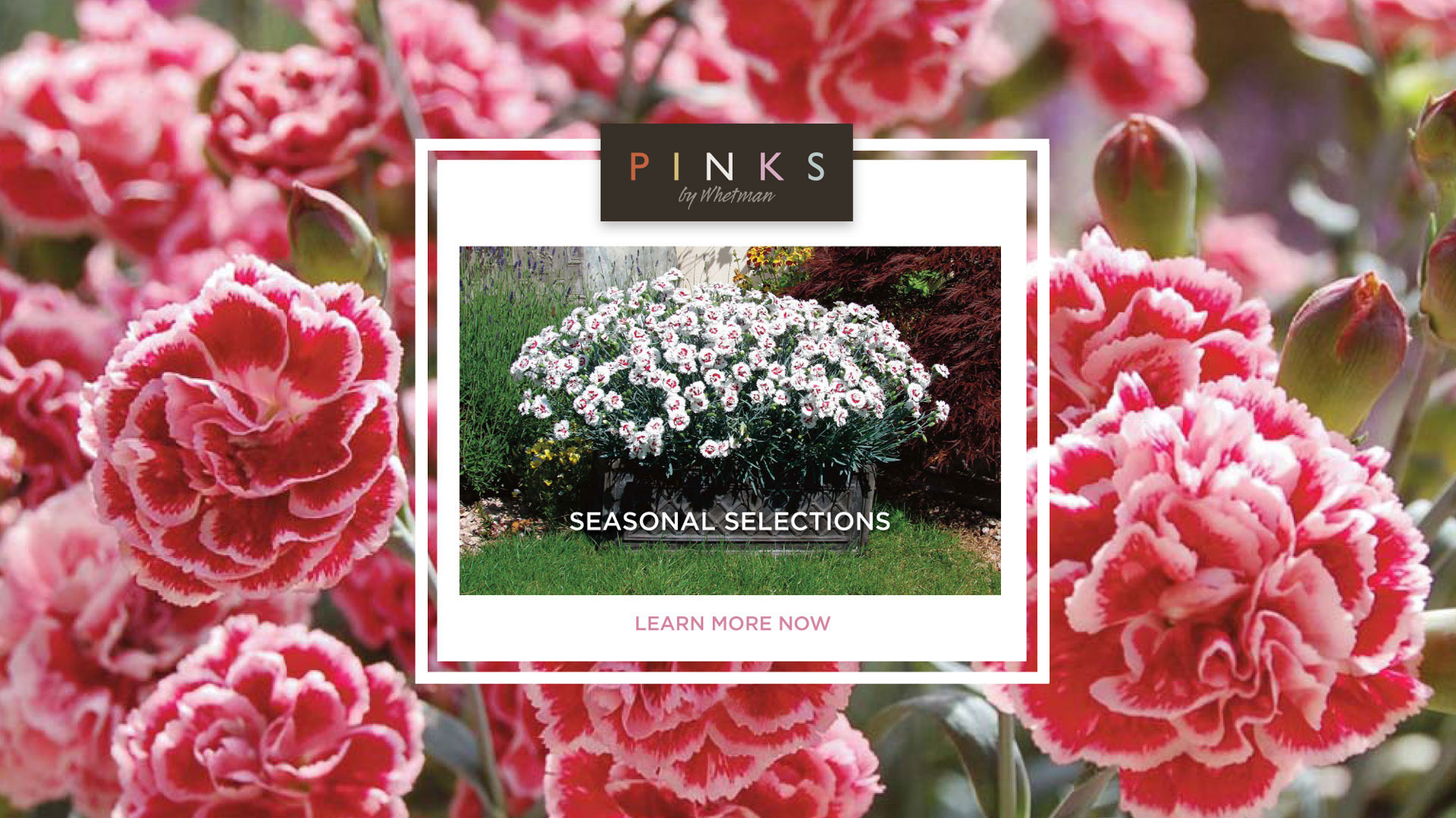 Seasonal Dianthus selections from Whetman Pinks USA