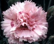  Scent First Tall Dianthus Candy Floss