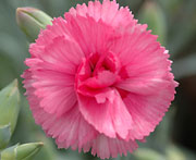 Whetman Pinks Scent First Pot Dianthus Eternity