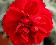  Early Bird Dianthus Radiance