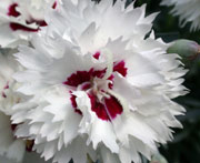 Whetman Pinks Promotional Dianthus Silver Star