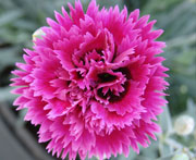  Star Double Dianthus Starlette