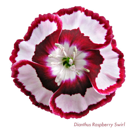Whetman Pinks Dianthus Raspberry Swirl