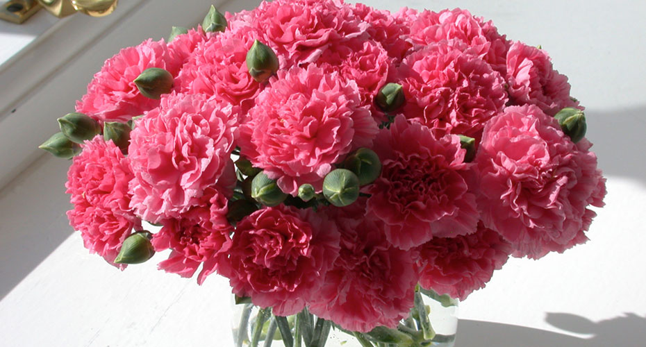 Dianthus Pink Fizz