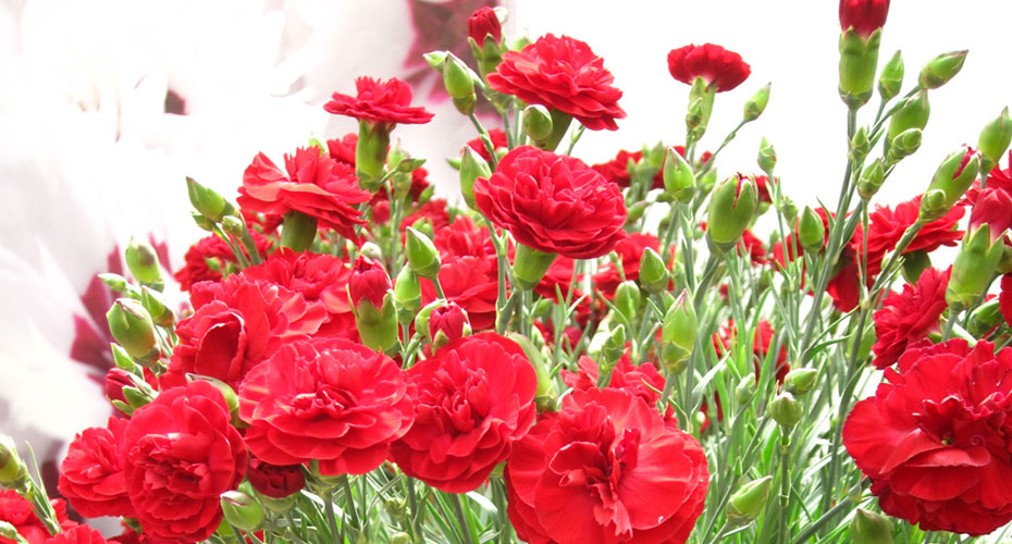 Dianthus for indoor decor