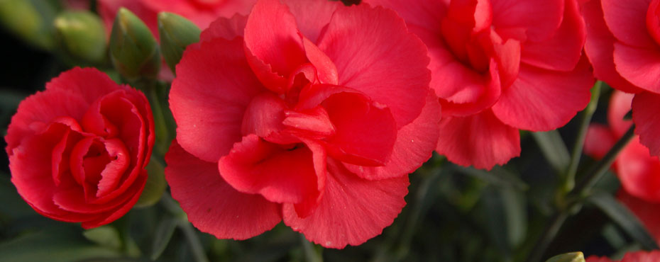 Whetman Pinks Dianthus