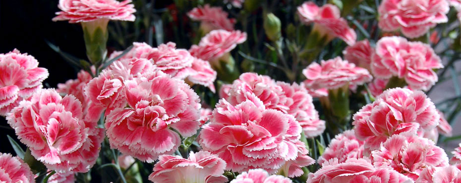 Whetman Pinks Dianthus