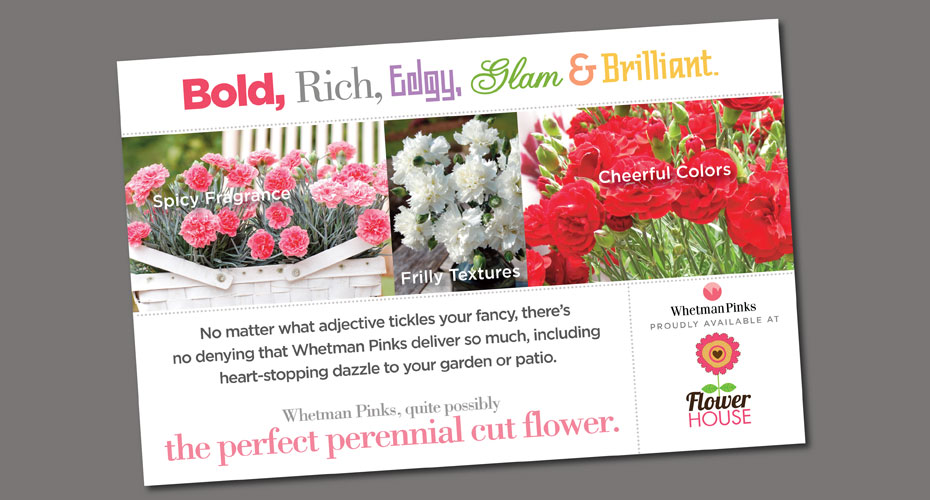 merchandising whetman pinks dianthus