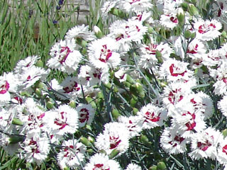 Dianthus