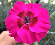 Whetman Pinks American Pie Dianthus Bumbleberry Pie
