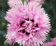 Whetman Pinks Early Bird Dianthus Fizzy