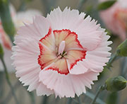 Whetman Pinks American Pie Dianthus Georgia Peach Pie
