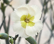 Whetman Pinks American Pie Dianthus Key Lime Pie