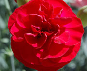  Scent First Tall Dianthus Passion