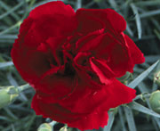  Devon Cottage Dianthus Ruby's Tuesday