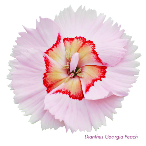 Whetman Pinks Dianthus American Pie Georgia Peach