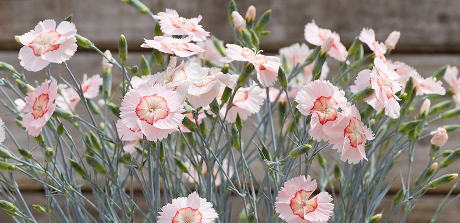 Whetman Pinks American Pie series Dianthus Georgia Peach