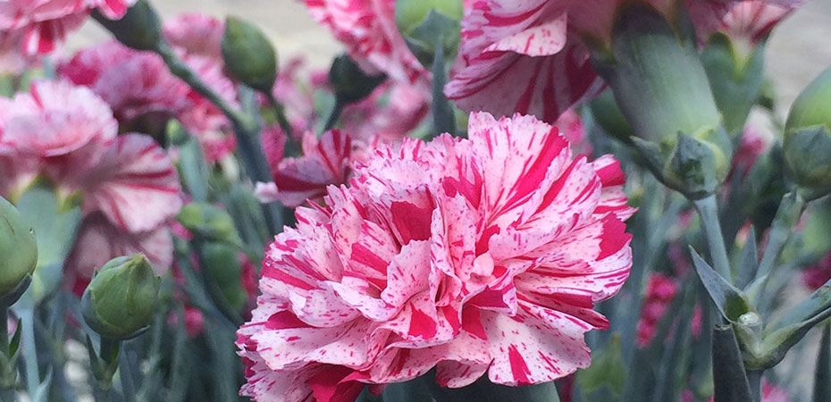 Whetman Pinks DEVON COTTAGE series Dianthus Pinball Wizard