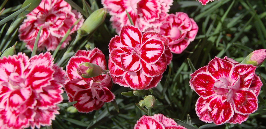 Whetman Pinks Promotional series Dianthus Starburst