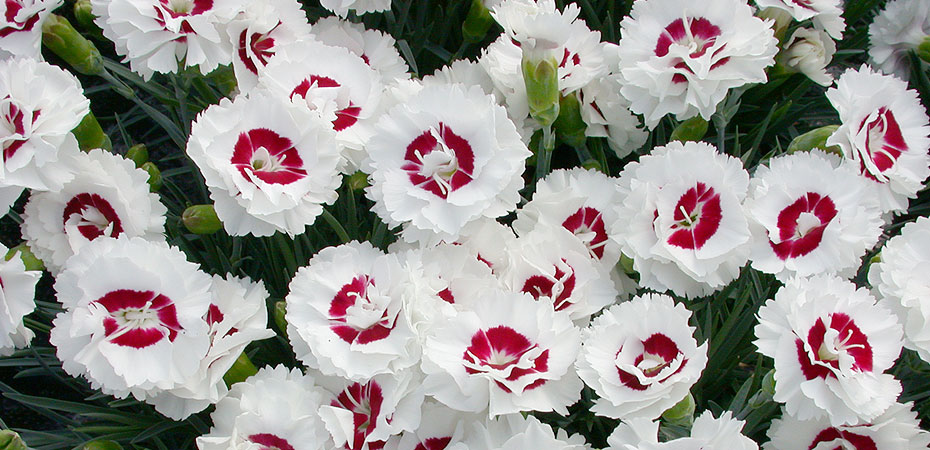 Whetman Pinks Cocnut Surprise series Dianthus