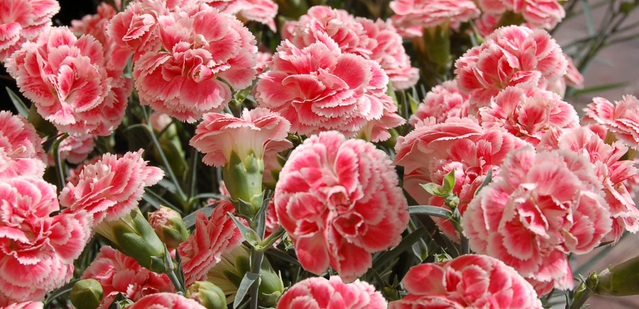 Whetman Pinks Dianthus