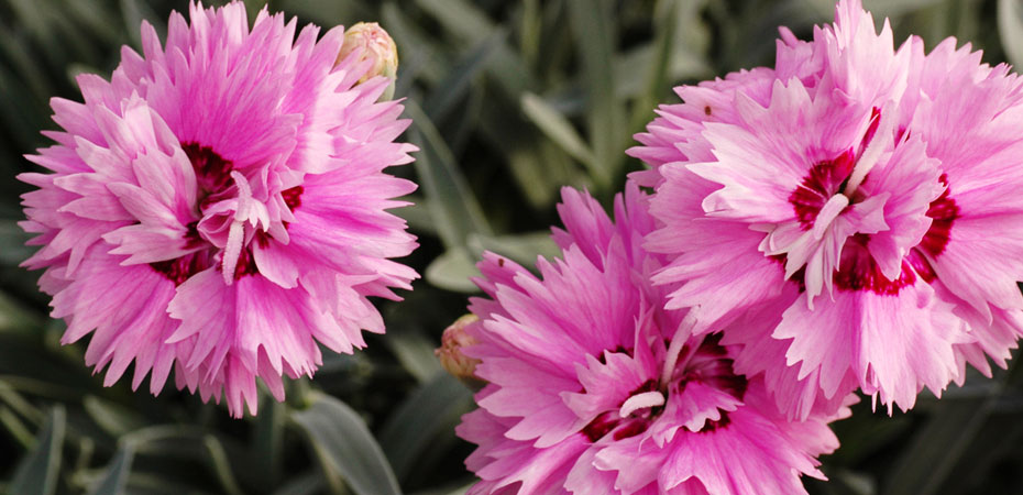 Whetman Pinks Dianthus Pop Star